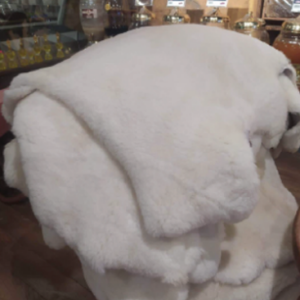 animal 4 rl2py6yh72cc3qz89izbpl439v8u811z7kgw0q1vaw