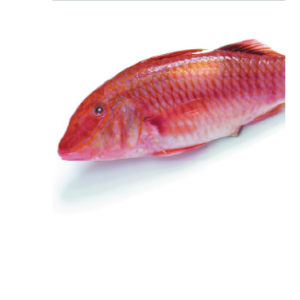 fish 13 rl2n2k91pmha3fiae8d2b8jljk10lcnbyn6q9hpfaw