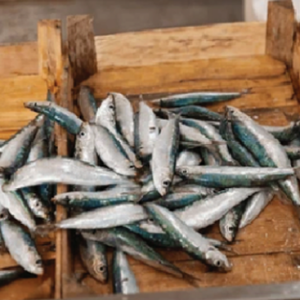 fish 3 rl2mx7k4sl5hzda6nf2jm363rkerreecw5g6vrn4qg