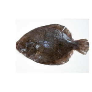 fish 4 rl2mxmljtxq354oc7lkkpzdh9qcn6k22a7vyk70tyw