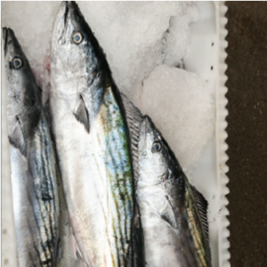 fish 6 rl2myxlhbnif9ms2l5vx6niiyzwzvf8n4oi8k135bs