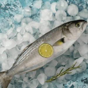 fish 7 rl2mzhc3b69g1fzedwf350j7g37pd2f07e7fmu9vp4