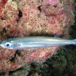 fish 9 rl2n0moznvu28abboeao6q3hl1jurqz712wsr0kk3c