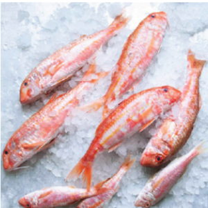 fish12 rl2n249shfvem25hzjgemukrg07ryhvw8g3h3sd48o