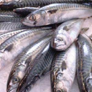 fish5 rl2myik2aaxu3vdx0zdw2rb5gtz4g9kxqm2gvlpg3c