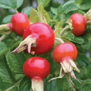 fruits 2 rl2s9818w805nqdfff0xymtwb6025ioemj0y4mxxo8