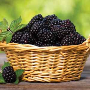 fruits 3 rl2s9tnj9etr2ri0x6dd1zdhz11i2k28di14601vp4