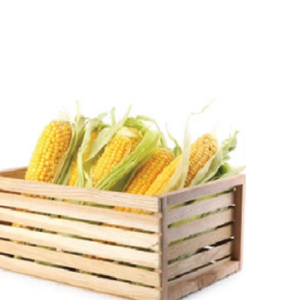 veg 2 rl2shg4ep19h8wfceh0fa243fjgoi6bur8iwasqx88