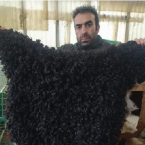 animal 1 rl2px78lzczfukf423ji2u4kp84w3j46enofs7itvc