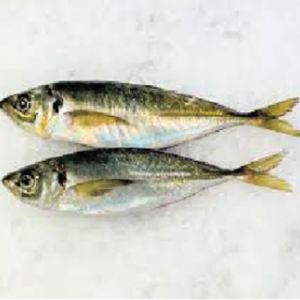 fish 2 rl2mwcjgj1z1c8j8ojnutszw5unnpdz7rvx61mx4fs