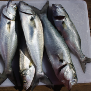 fish 8 rl2n004v3uz6hn83c4jmivsfbsn1n0hmxz958di08o