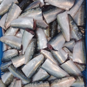 frozen sardinella – latcha sardinella aurita