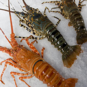 royal spiny lobster panulirus regius