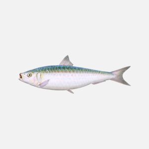 pilchard sardine