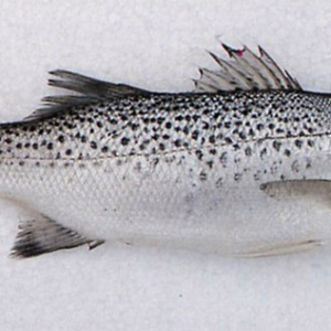 mauritania seafood spotted seabass