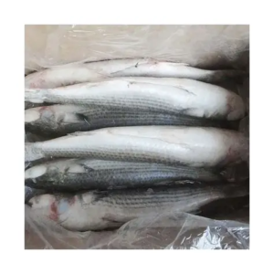 grey mullet