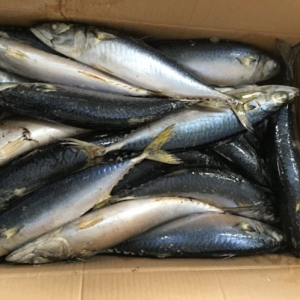 chub mackerel