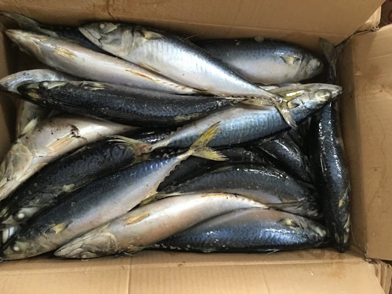 chub mackerel chub mackerel