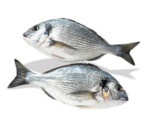 black seabream