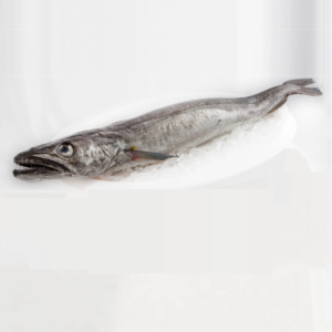 european hake