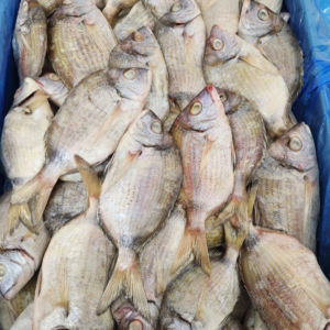 frozen sargo negro diplodus cervinus