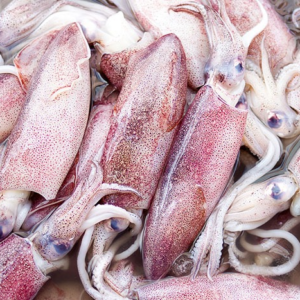 frozen squid loligo vulgaris