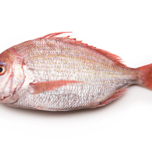 mauritania seafood frozen red porgy