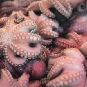 common octopus