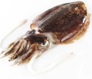 cuttlefish