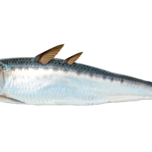 sardalya (sardina pilchardus)