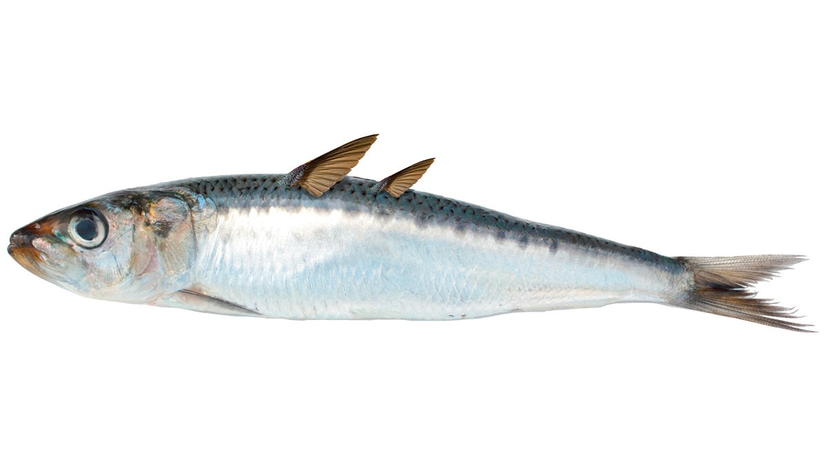 sardalya (sardina pilchardus) sardalya (sardina pilchardus)